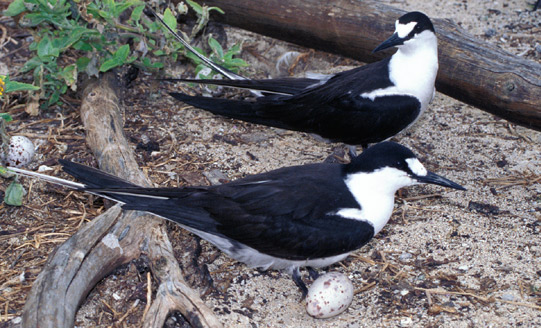 Sooty tern