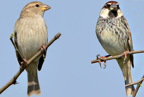 Spanish Sparrow