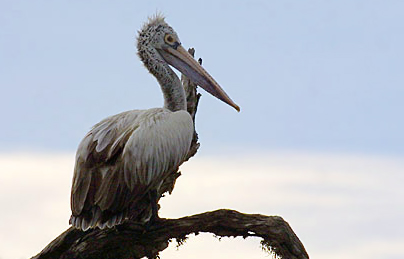 Spot-billed Pelican