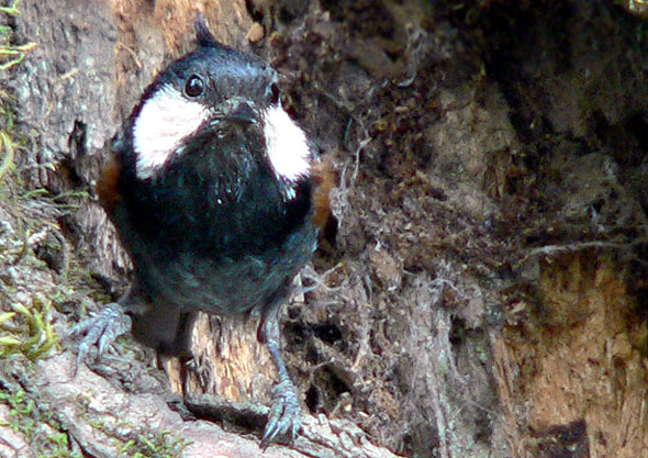 Black-crested Tit