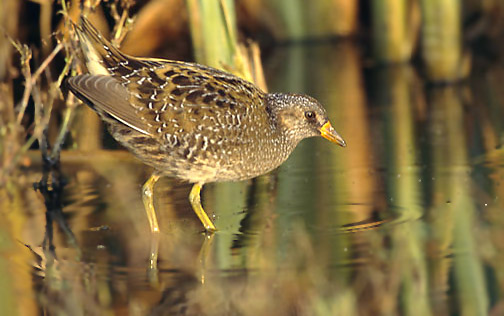 Spotted Crake