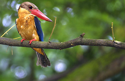 Stork-billed Kingfisher