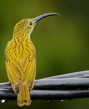 Streaked Spiderhunter