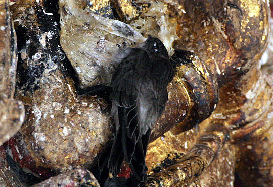 Edible-nest Swiftlet