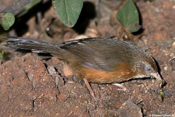 Tawny-bellied Babbler