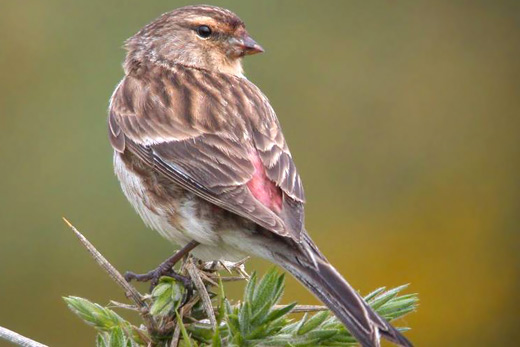 Twite