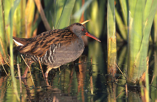 Water Rail