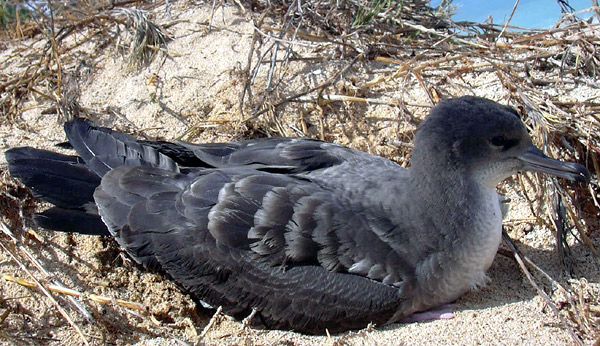 Wedge-tailed Shearwater