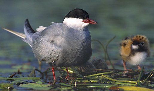 Whiskered Tern