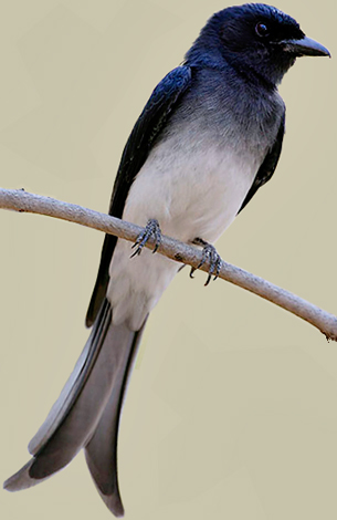 White-bellied Drongo