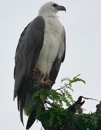 White-bellied Sea Eagle