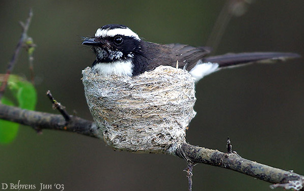 White-browed Fantail