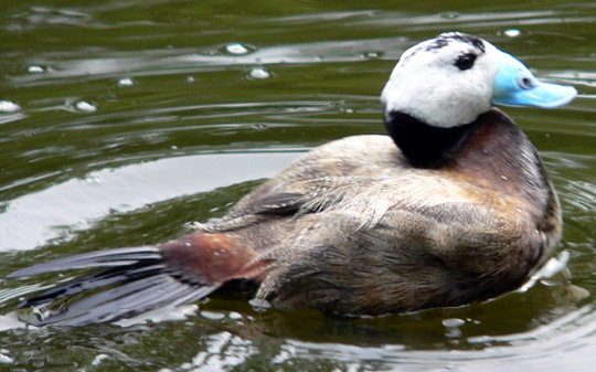 White-headed Duck