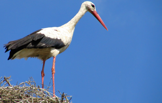 White Stork