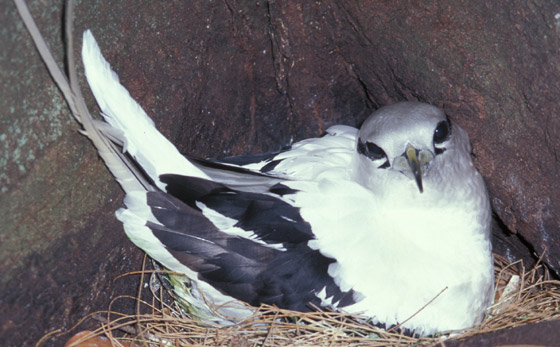 White-tailed Tropicbird