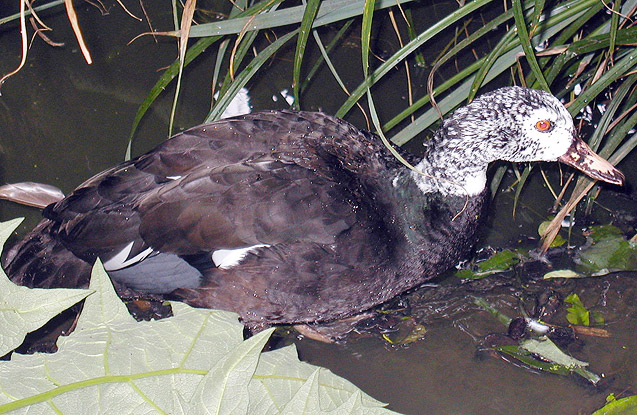 White-winged Duck