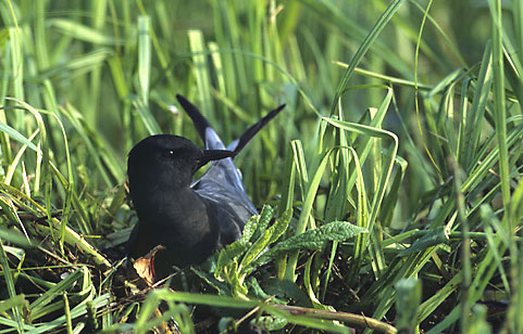 White-winged Tern