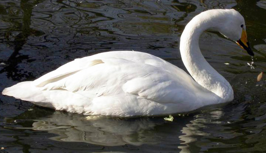 Whooper Swan