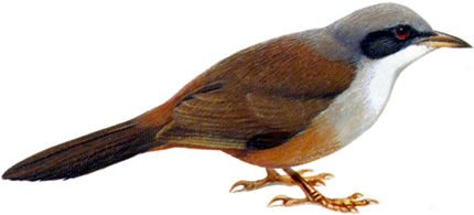 Wynaad Laughing Thrush