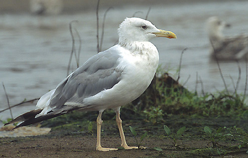 Yellow-legged Gull