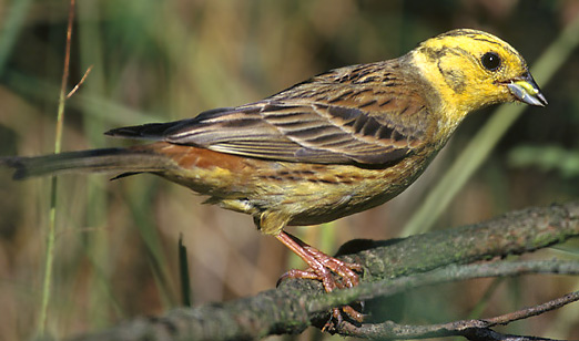 Yellowhammer