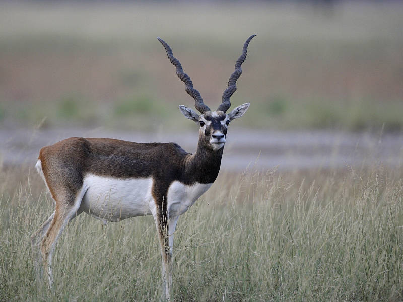 Black Buck