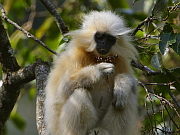 Trachypithecus geei