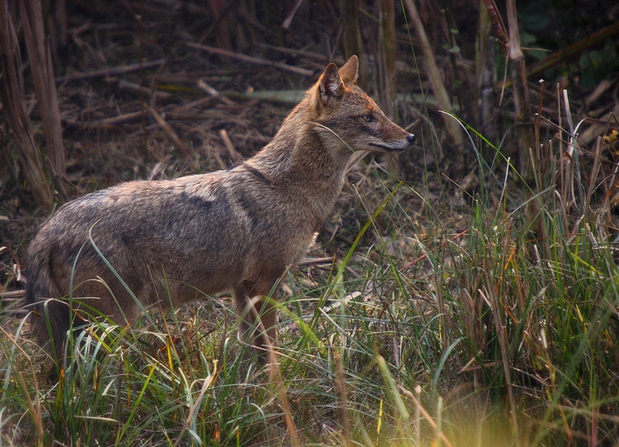 Golden Jackal