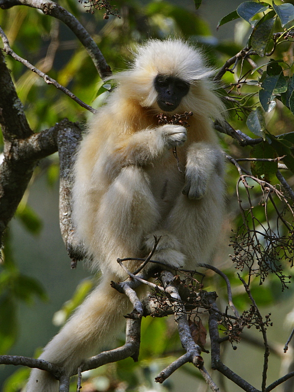 Golden Langur