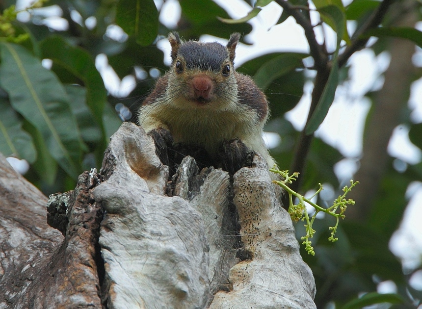 Grizzled Giant Squirrel