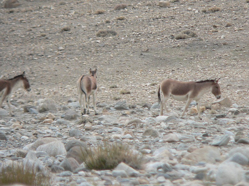 Tibetan Wild Ass