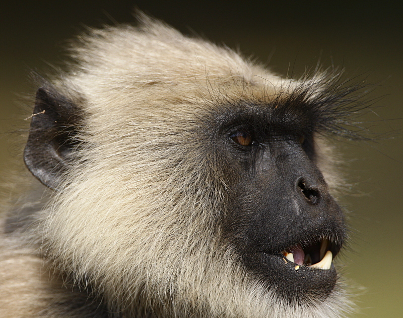 Common Langur