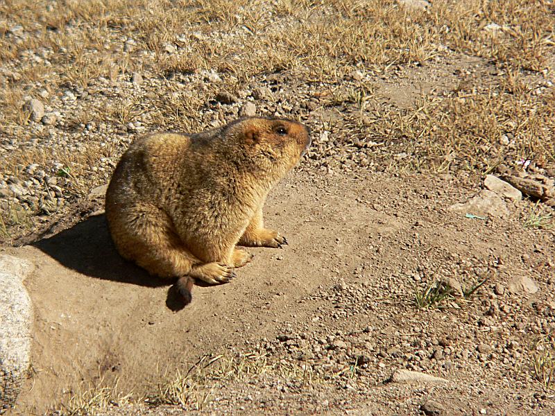 Long-tailed Marmot