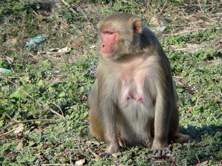 Rhesus Macaque