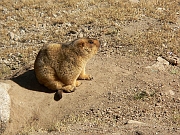 Marmota caudata