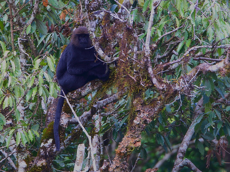 Nilgiri Langur