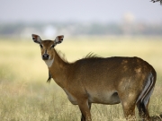 Boselaphus tragocamelus