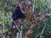 Trachypithecus johnii