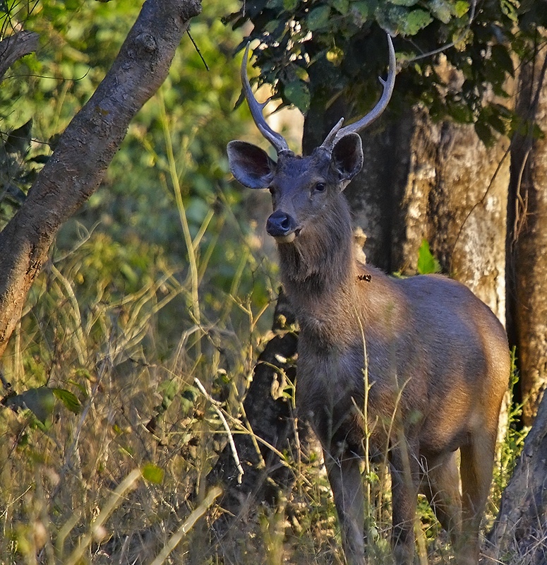 Sambar Deer