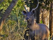 Cervus unicolor