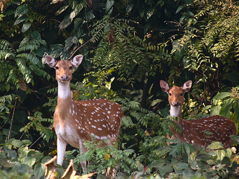 Spotted Deer