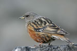 Alpine Accentor