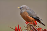 Sturnus malabaricus