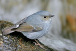 Plumbeous Water Redstart (female)