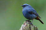 Plumbeous Water Redstart (male)