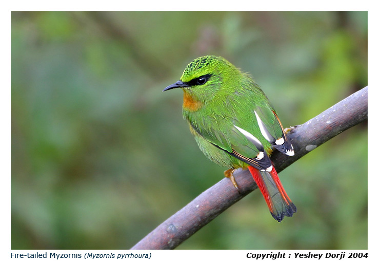 Fire-tailed Myzornis