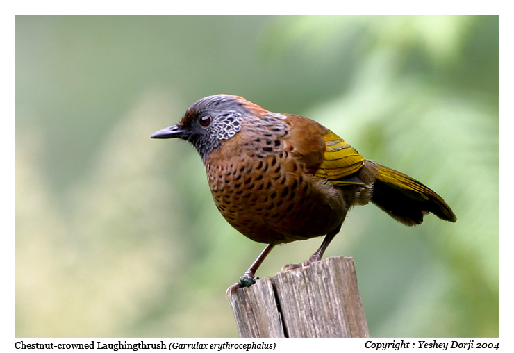 Chestnut-crowned Laughingthrush