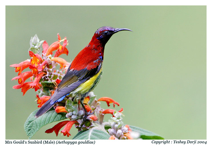 Gould's Sunbird male