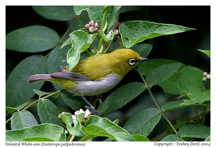 Oriental White Eye