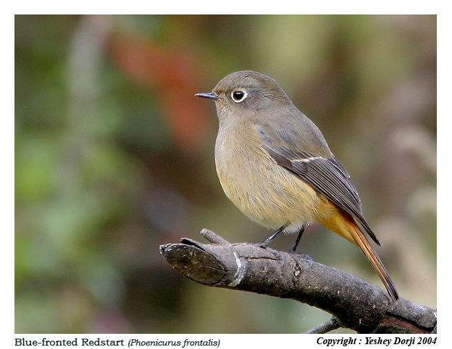 Blue-fronted Redstart